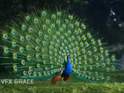Indian Peafowl Animated VFX Grace 3D model