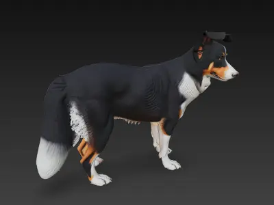 Border Collie Dog Realistic 3D Model - Low Poly Realistic Low-poly 3D model