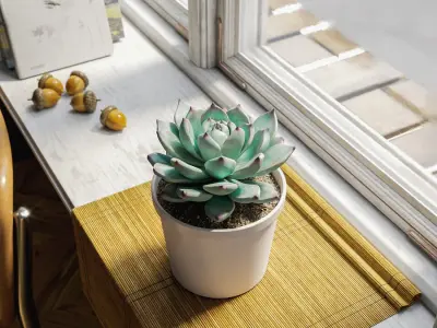  Echeveria Tippy Succulent Potted Plant Model 