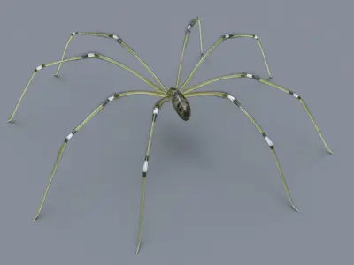 Daddy Long Legs Low-poly 3D model