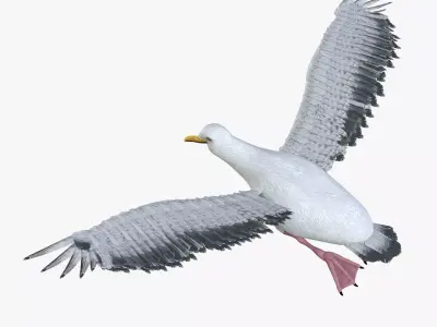 Seagull bird rigged 3d model Low-poly 3D model