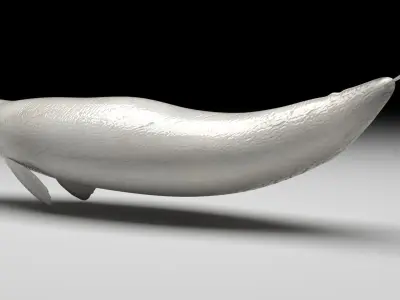 Beluga Whale 3D model