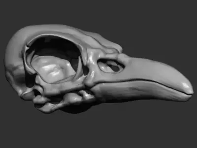 High Poly Raven Skull Sculpt Free 3D model