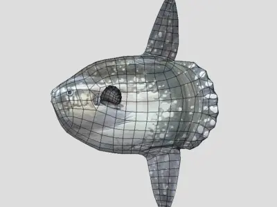 Sunfish Low-poly 3D model