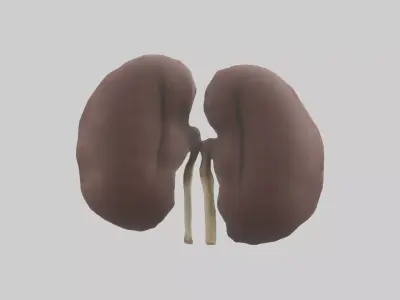Elephant Kidneys Low-poly 3D model