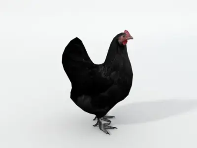 Black Chicken Low-poly 3D model