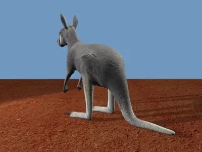 Grey Kangaroo 3D model