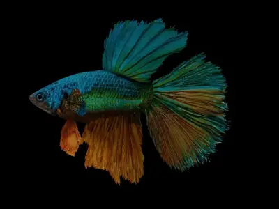 betta splendens Low-poly 3D model
