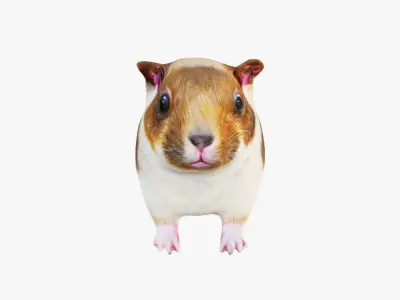 Guinea pig Free 3D model