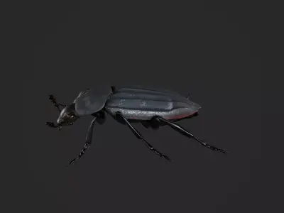 Black Insect Beetle Thanatophilus Sinuatus Low-poly 3D model