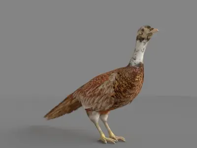 Pheasant 3D 3D model