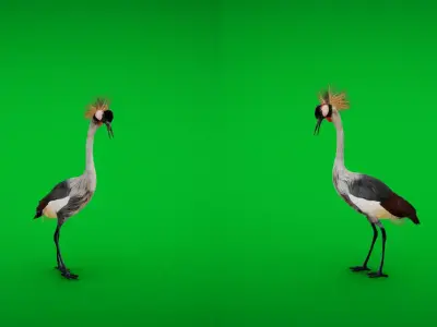 African Grey Crested Crane Bird Low-poly 3D model