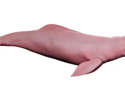 Pink Dolphin Inia Geoffrensis Boto cor de rosa Free 3D model