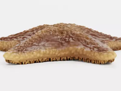 -Bat Starfish- Low-poly 3D model