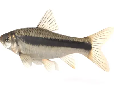Fish Chub 3D model