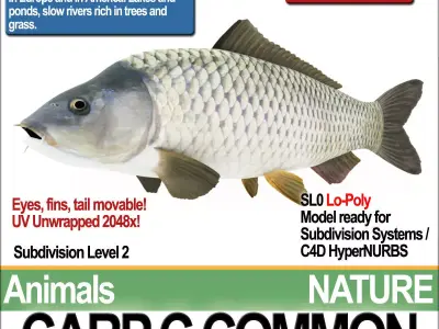 Carp C Common 3D model