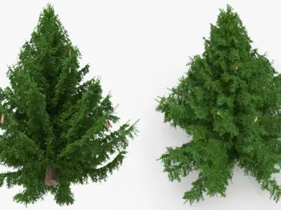 Coniferous Spruce Tree with Cones Green 3D model