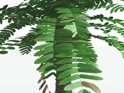EVERYPlant Pseudoctnis Cycad LowPoly 1 --12 Models-- Low-poly 3D model