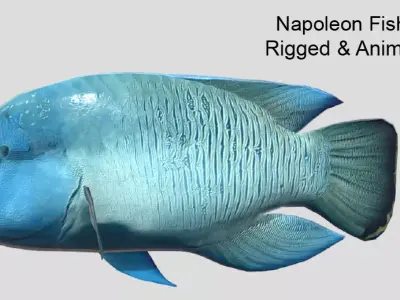 Napoleon Fish  Low-poly 3D model