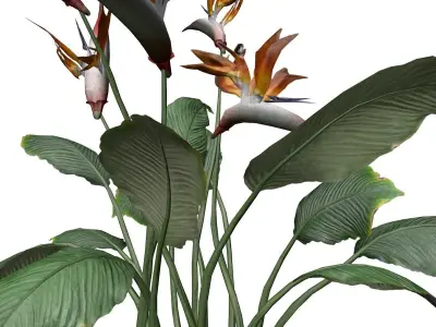 Bird of Paradise Flower - 07 - 3D model