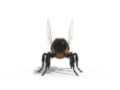 Bee Insect 3D model  3D model
