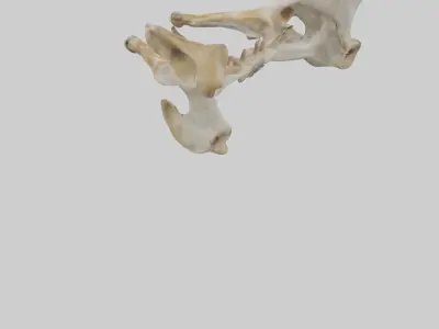 Giraffe Pelvis Low-poly 3D model