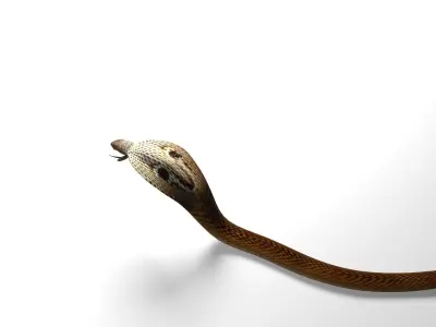 Snake Low Quality 3D model