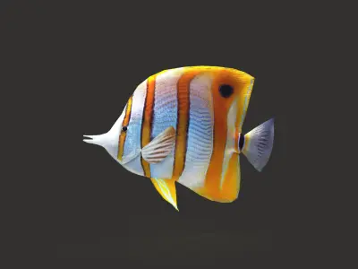 Low-Poly Butterflyfish Animated Low-poly 3D model