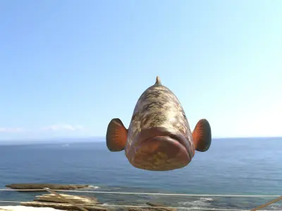 Grouper photorealistic sea fish 3d model Rigged Animated Low-poly 3D model