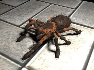  Realistic crawling tarantula 3D model