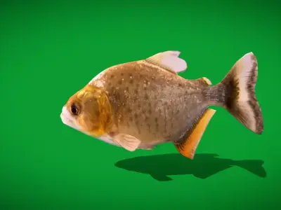 Black Piranha Fish Low-poly 3D model