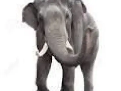 Elephant with tusks 3D model
