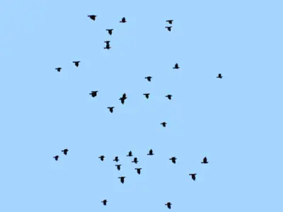 Flock Birds Animated Swarm Raven Shoal Flapper Starling Rook Low-poly 3D model