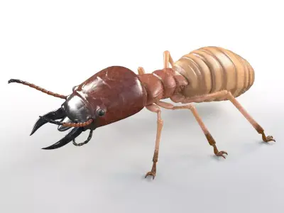 Termite insect Low-poly 3D model