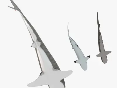 Sharks collection shark Low-poly 3D model