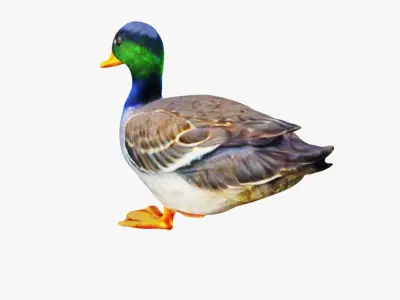 Duck Animal Free 3D model