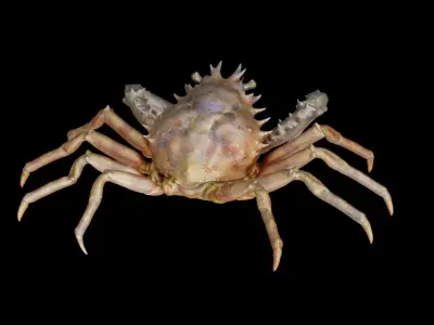 Crab photorealistic 3D model
