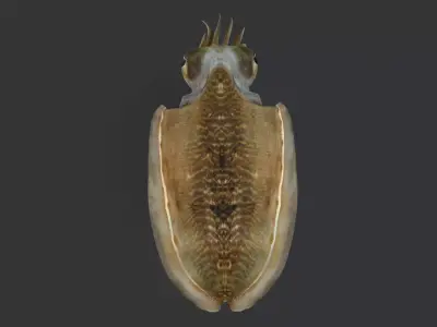 Realistic Cuttlefish Animated 3D model