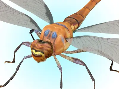 Dragonfly 3D model