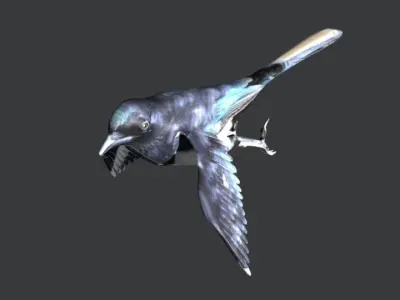 Eurasian Magpie 3D model