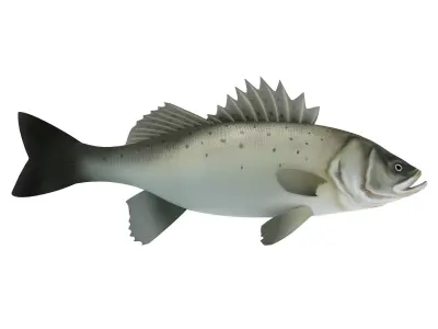 Perch Weever Sea Bass Fish Low-poly 3D model