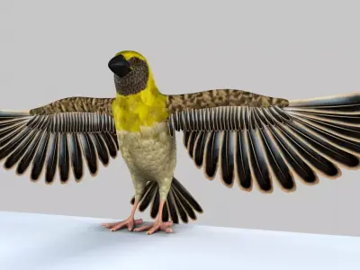 Baya Weaver 3D model