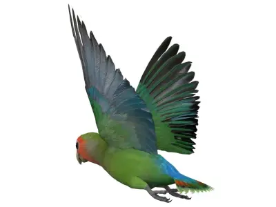 Lovebird Animated Low-poly 3D model