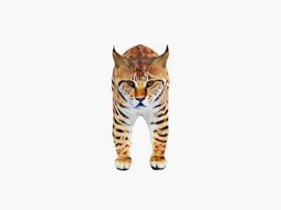 Lynx Animal Free 3D model purchase