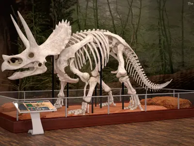 Triceratops Skeleton 3D model