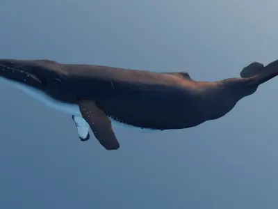 Whale - low poly 3D model flying in sky Low-poly 3D model