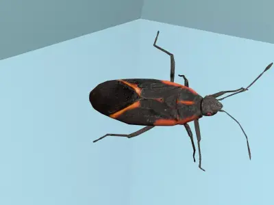 Box Elder Bug Low-poly 3D model
