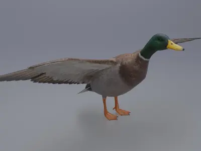 Duck Bird Low-poly 3D model