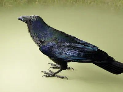 RAVEN - Blender 3D model