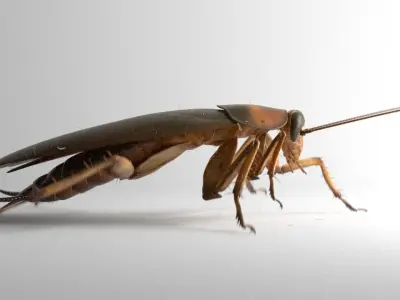 Cockroach rigged and animated for Cinema 4d 3D model